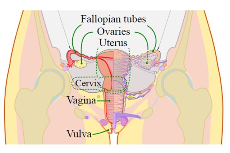 Best Cervical Cancer Treatment in Agroha | GJMH Experts