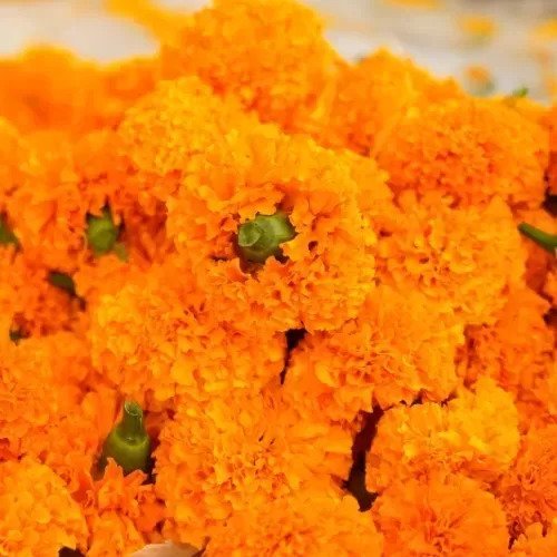 The Hidden Benefits of Marigold: Beyond Its Vibrant Beauty