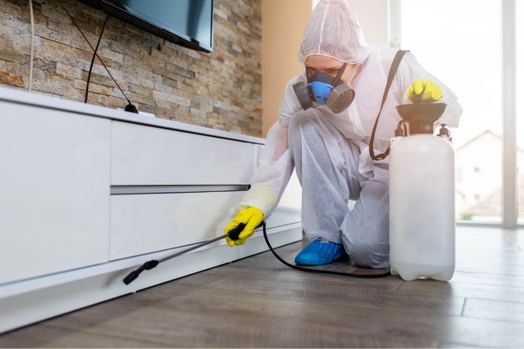 Comprehensive Pest Control in Jaipur: Protecting Homes and Businesses