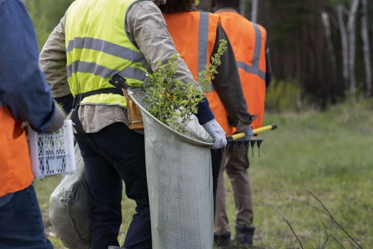 Your Go-To Guide for Affordable Tree Removal in Houston