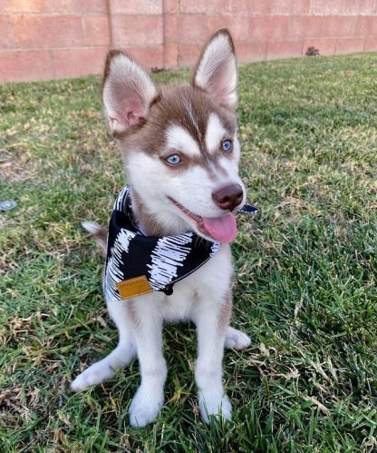 Discover the Adorable Klee Kai Puppies at Kathrine Pet Shop