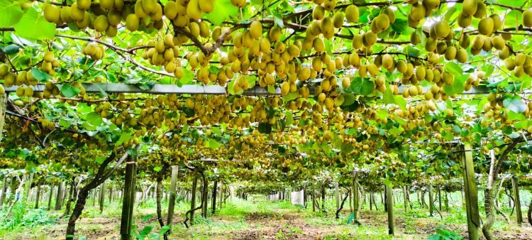 The Great Kiwi Harvest: Celebrating the Bounty of the Season