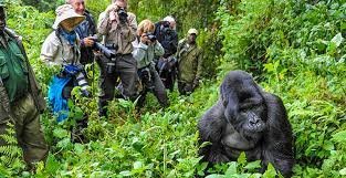 Complete Guide to Planning Your Rwanda Gorilla Trekking Tour