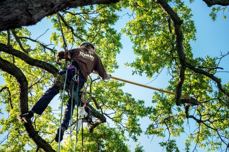 Affordable Tree Service Houston: Professional Care Without the High Cost