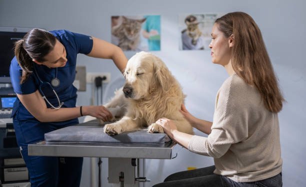 Best Veterinary Hospital: Where Compassion Meets Advanced Pet Care