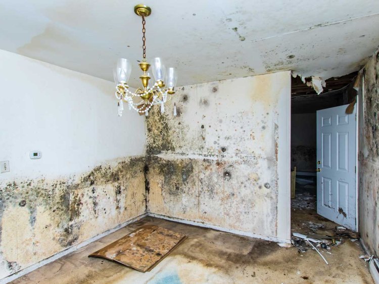 Act Fast to Address Mold in Your Home