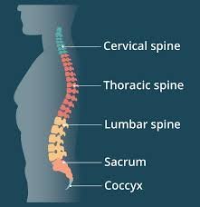 Non-Specific Low Back Pain: Causes, Treatment, and Prevention