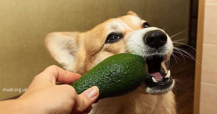 Are Avocados Safe for Dogs? Benefits, Risks, and Expert Advice