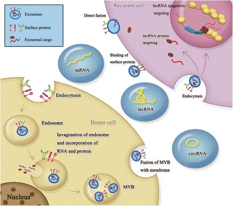 Exosomal RNA Sequencing Overview