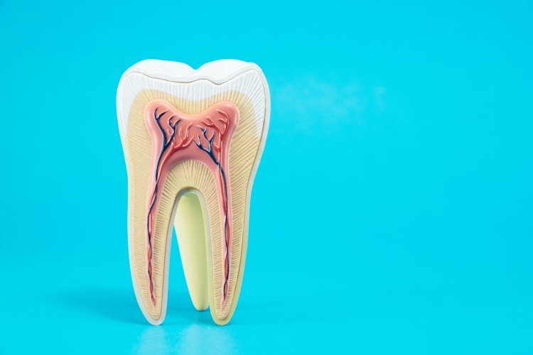 Root Canals - What Are They?