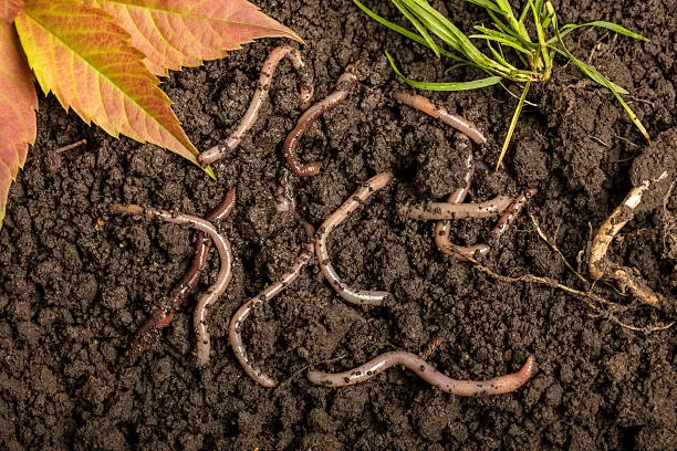 Where Can I Buy Worms Near Me? A Beginner's Guide