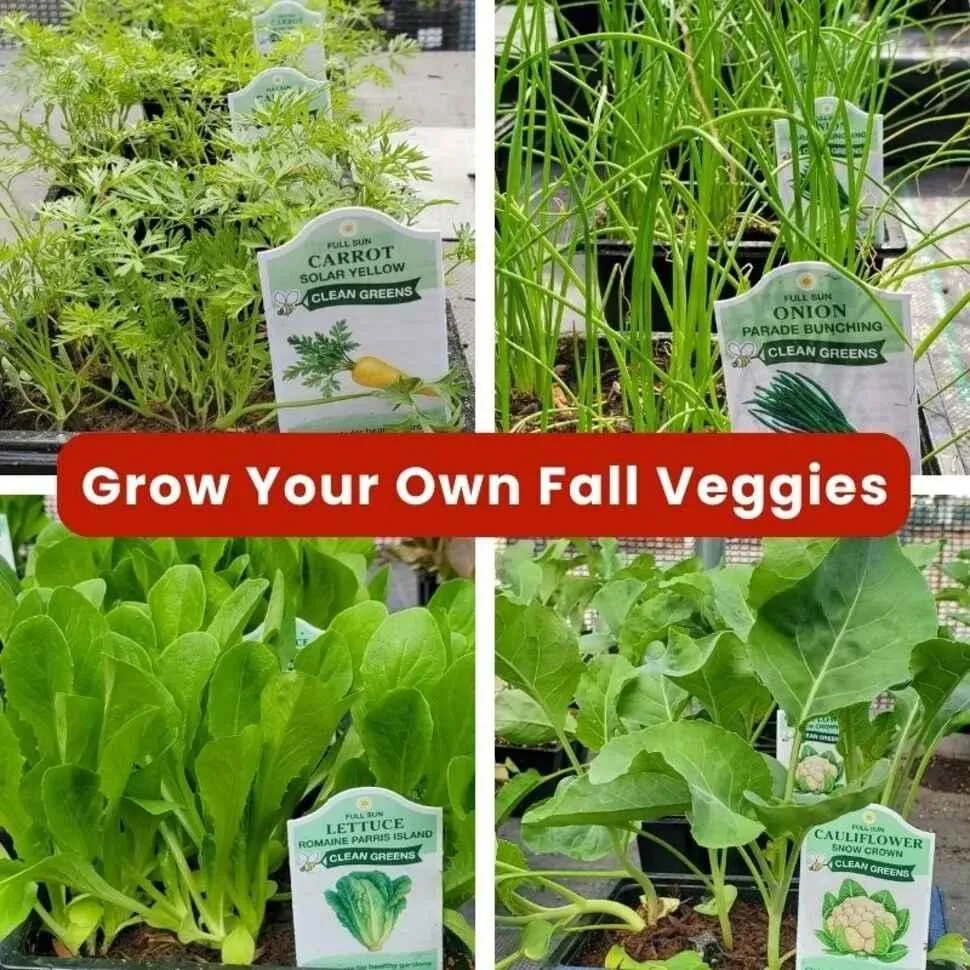 How to Start a Fall Vegetable Garden in the East Bay