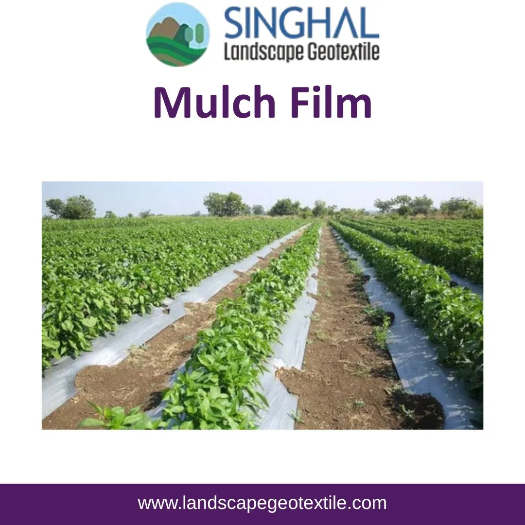Mulch Film Helps Farmers Improve Everyday Crop Management