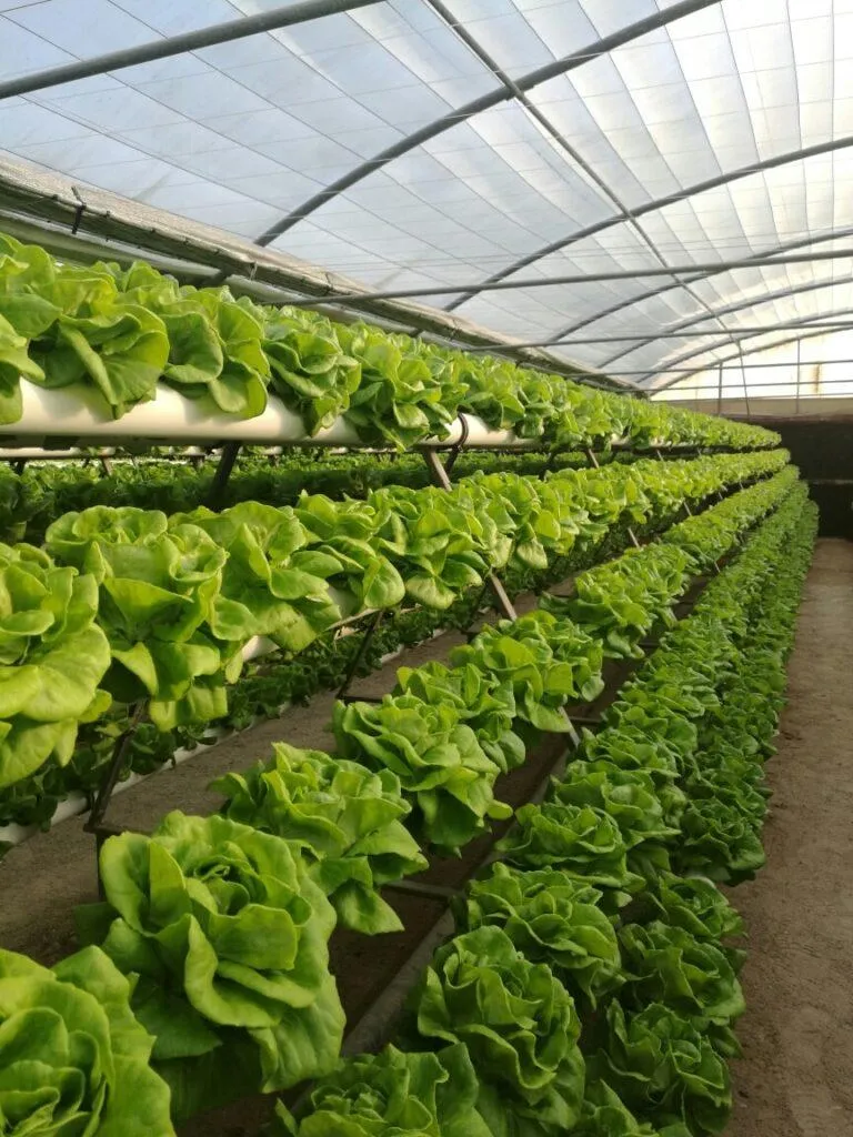 How Technology and Food Security Are Reshaping Commercial Greenhouses in the UK