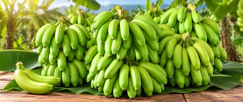Best Indian Banana Supplier for Premium Fresh G9 Bananas